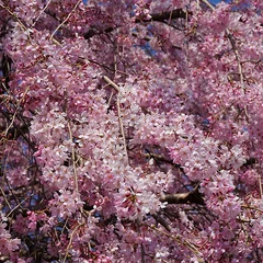 Crimson weeping cherry reference photo