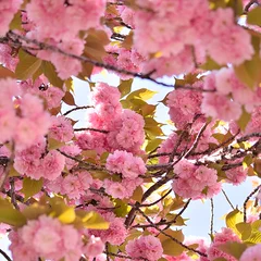 Double-flowered cherry reference photo