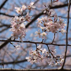 Edo Higan reference photo