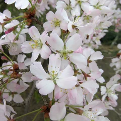 Fuji / dwarf cherry family reference photo