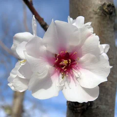 Higan cherry family reference photo