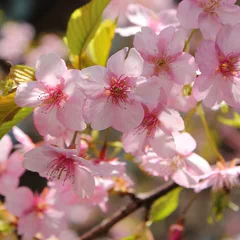 Kawazu cherry reference photo