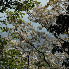 Mountain cherry reference photo