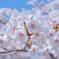 Somei Yoshino reference photo