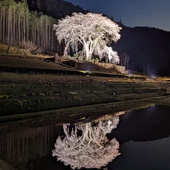Weeping cherry reference photo